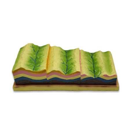 Модель «Строение земных складок и эволюции рельефа»